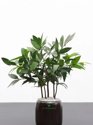 Cây Để Bàn Giá Rẻ