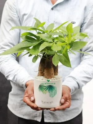 Cây Để Bàn Giá Rẻ