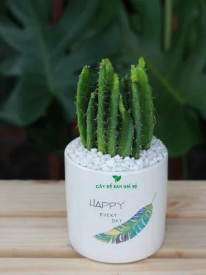 Cây Để Bàn Giá Rẻ