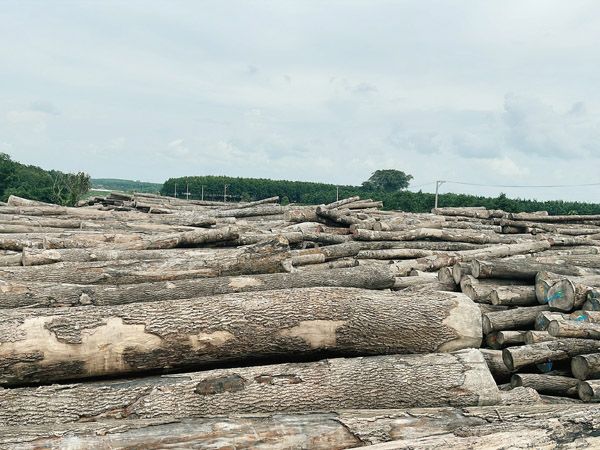 Lâm Sản Bình Dương – Công Ty Cổ Phần Kinh Doanh Lâm Sản Bình Dương