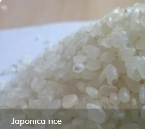 Gạo Khánh Tâm – Công Ty Cổ Phần Lương Thực – Thực Phẩm Khánh Tâm
