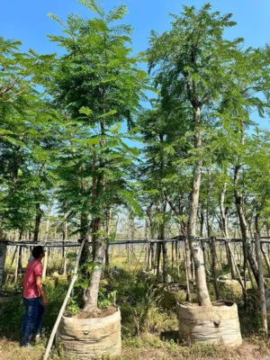 Vườn Cây Cảnh Sài Gòn – Công Ty TNHH Vườn Cây Cảnh Sài Gòn