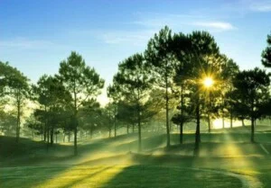 Công Ty Cổ Phần Dịch Vụ Kỹ Thuật Hoa Cây Cảnh Hoàng Anh