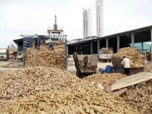 Tinh Bột Sắn EXPORTVN – Công Ty TNHH EXPORTVN