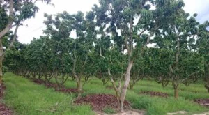 Trung Tâm Nông Nghiệp Công Nghệ Cao Khánh Hòa