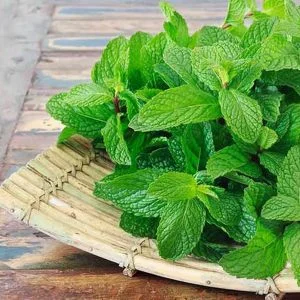 Công Ty Cổ Phần Dược Liệu Botat