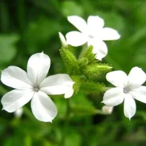 Công Ty Cổ Phần Dược Liệu Botat