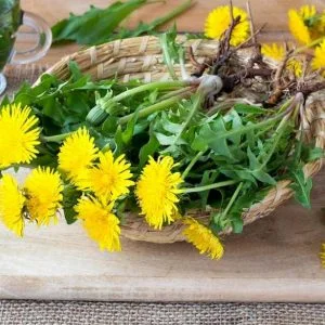 Công Ty Cổ Phần Dược Liệu Botat