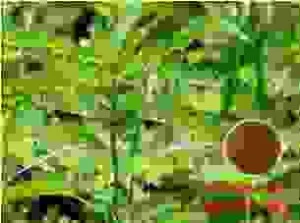 Thực Phẩm Hòa Phát – Công Ty TNHH Thương Mại Chế Biến Thực Phẩm Hòa Phát