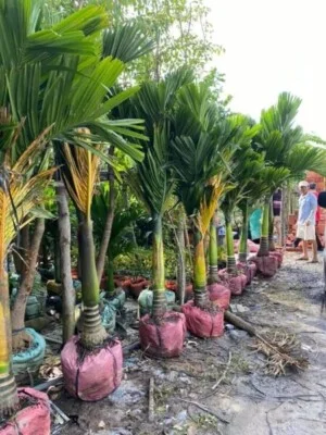 Vườn Cây Cảnh Sài Gòn – Công Ty TNHH Vườn Cây Cảnh Sài Gòn