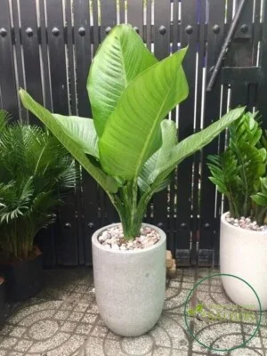 Vườn Cây Cảnh Sài Gòn – Công Ty TNHH Vườn Cây Cảnh Sài Gòn