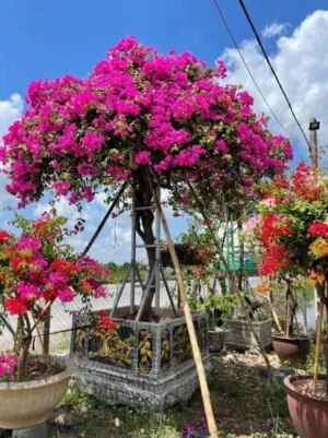 Vườn Cây Cảnh Sài Gòn – Công Ty TNHH Vườn Cây Cảnh Sài Gòn