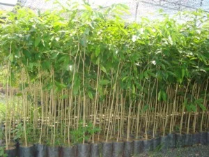 Trung Tâm Nông Nghiệp Công Nghệ Cao Khánh Hòa