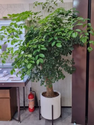 Cây Cảnh Phạm Thương