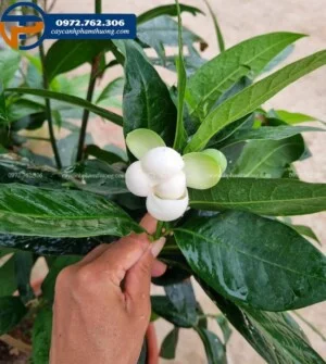 Cây Cảnh Phạm Thương