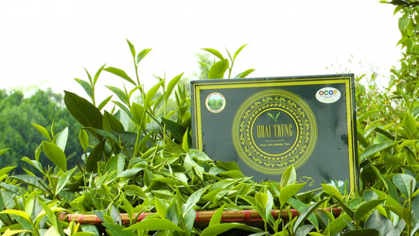 Chè Hoài Trung – Công Ty TNHH Chè Hoài Trung