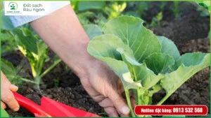 Đất Nông Nghiệp Dinh Dưỡng KNK Green – Công Ty Cổ Phần Thương Mại KNK Việt Nam