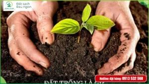 Đất Nông Nghiệp Dinh Dưỡng KNK Green – Công Ty Cổ Phần Thương Mại KNK Việt Nam