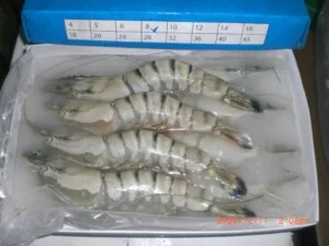 Bt20hoso20frozen