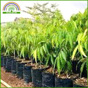 Cây Xanh Xuân Hồng – Công Ty Trách Nhiệm Hữu Hạn Cây Xanh Xuân Hồng
