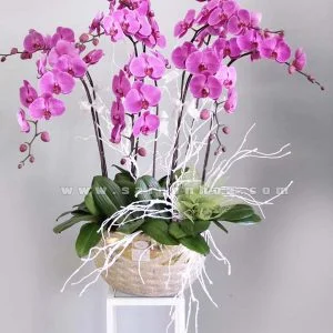 Công Ty Cổ Phần Cây Xanh Tiến Đức