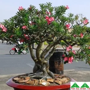 Công Ty Cổ Phần Cây Xanh Tiến Đức