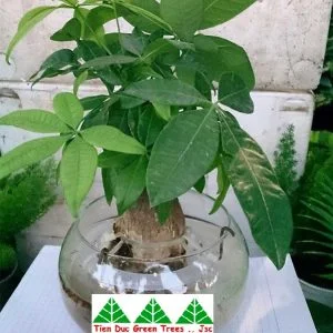 Công Ty Cổ Phần Cây Xanh Tiến Đức