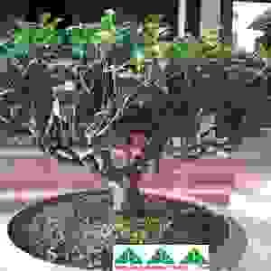 Công Ty Cổ Phần Cây Xanh Tiến Đức