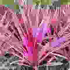 Chi Nhánh TP. Hồ Chí Minh – Công Ty TNHH Cảnh Quan Trẻ