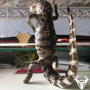 Ca Sau That Nhoi Bong
