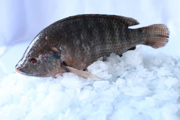 Cá Tra Green Sea – Công Ty TNHH Xuất Nhập Khẩu Green Sea