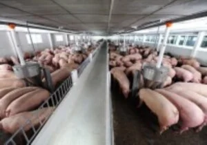 Công Ty TNHH Xây Dựng Và Môi Trường Green Việt Nam