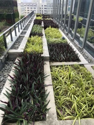 Chi Nhánh TP. Hồ Chí Minh – Công Ty TNHH Cảnh Quan Trẻ