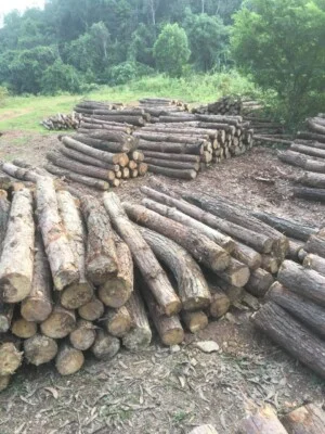 Gỗ Thập Hùng – Công Ty TNHH Chế Biến Và XNK Lâm Sản Thập Hùng