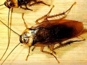 Công Ty TNHH Phát Triển Công Nghệ Môi Trường Thăng Long