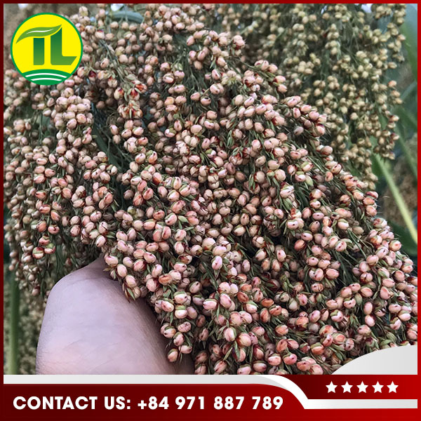 Nông Sản Tiên Lữ – Công Ty TNHH Dịch Vụ Tiên Lữ