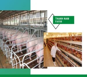 Thực Phẩm Thành Nam – Công Ty Cổ Phần Nông Sản Thực Phẩm Thành Nam