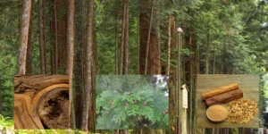 Công Ty TNHH Thương Mại Dịch Vụ Sản Xuất Liên Kết Xanh