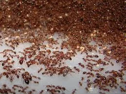 Công Ty TNHH Phát Triển Công Nghệ Môi Trường Thăng Long