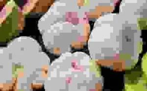 Trái Cây Sấy Viza Food – Công Ty Cổ Phần Viza Food