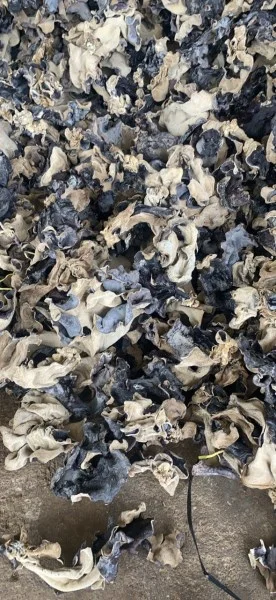 Cơ Sở Phân Phối Nấm Mèo