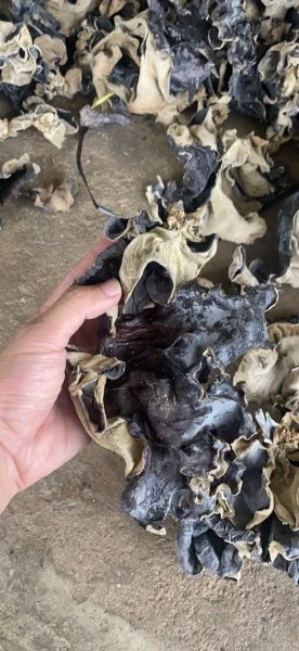 Cơ Sở Phân Phối Nấm Mèo