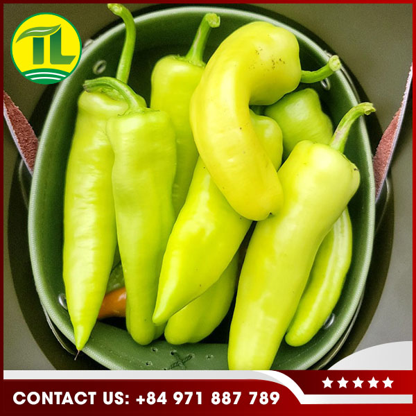 Nông Sản Tiên Lữ – Công Ty TNHH Dịch Vụ Tiên Lữ