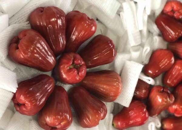 HNH Foodfarm – Công Ty TNHH Nông Trại Thực Phẩm HNH