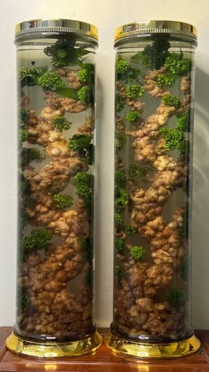 Sâm Rừng Rượu Việt