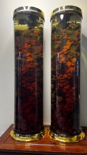 Sâm Rừng Rượu Việt