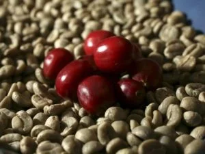 Ca20phe20robusta20nhan20xanh
