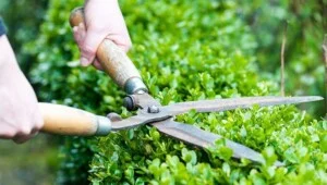 Công Ty TNHH Phát Triển Thương Mại Cây Xanh Ngọc Hà