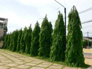 Cay20hoang20nam