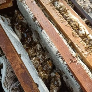 Mật Ong Thảo Trinh – Hợp Tác Xã Ong Mật Thảo Trinh